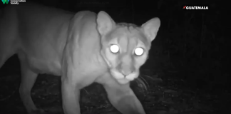 Los pumas forman parte de las cuatro especies de felinos silvestres estudiadas en la Reserva de la Biosfera Maya.. Foto La Hora: WCS.
