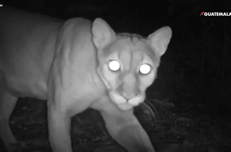 Los pumas forman parte de las cuatro especies de felinos silvestres estudiadas en la Reserva de la Biosfera Maya.. Foto La Hora: WCS.