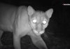 Los pumas forman parte de las cuatro especies de felinos silvestres estudiadas en la Reserva de la Biosfera Maya.. Foto La Hora: WCS.