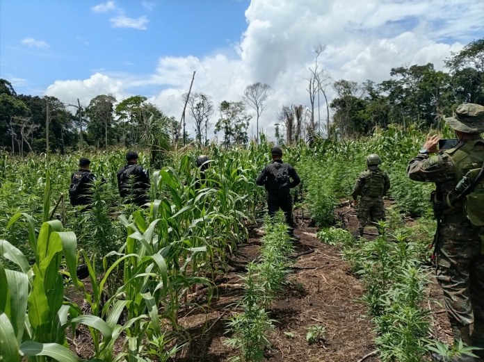 Elementos del Ejército y la PNC erradicaron más de 21 mil matas de marihuana en Las Cruces, Petén.