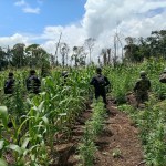 Elementos del Ejército y la PNC erradicaron más de 21 mil matas de marihuana en Las Cruces, Petén.