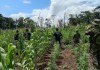 Elementos del Ejército y la PNC erradicaron más de 21 mil matas de marihuana en Las Cruces, Petén.