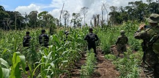 Erradican plantación de marihuana valorada en casi Q11 millones en Petén Elementos del Ejército y la PNC erradicaron más de 21 mil matas de marihuana en Las Cruces, Petén.