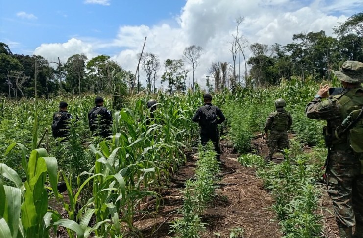 “Tierras fértiles” de Guatemala atraen al narcotráfico: busca producir y almacenar droga, dice Mingob Elementos del Ejército y la PNC erradicaron más de 21 mil matas de marihuana en Las Cruces, Petén.