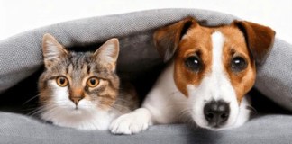Adoptar no solo cambia la rutina, también el presupuesto.