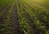 La actualización catastral también aplicaría al agro, sugiere estudio. Foto La Hora: Shutterstock