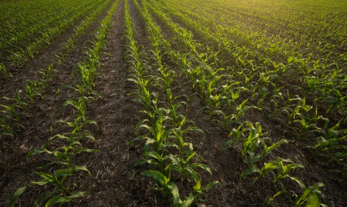 Soil,And,Corn,Farming.,Early,Maize,Crop,In,Cultivated,Soil. La actualización catastral también aplicaría al agro, sugiere estudio. Foto La Hora: Shutterstock