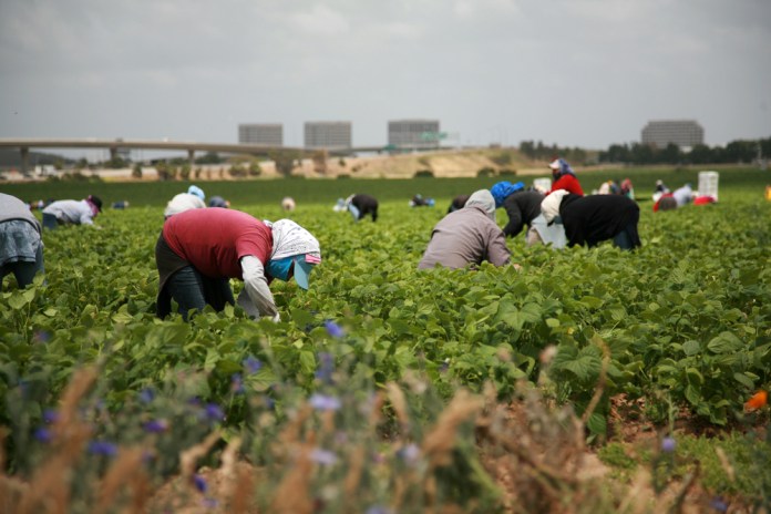 Unidentifable,Workers,Pick,Green,Beans,In,A,Field Ante incertidumbre migratoria, los envíos de remesas crecen. Foto La Hora: Shutterstock