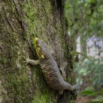 Abronia Campbelli, o también conocido como Dragoncito de Jalapa, en su hábitat natural. Foto La Hora: FUNDESGUA