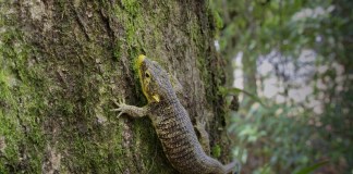 Abronia Campbelli, o también conocido como Dragoncito de Jalapa, en su hábitat natural. Foto La Hora: Fundesa
