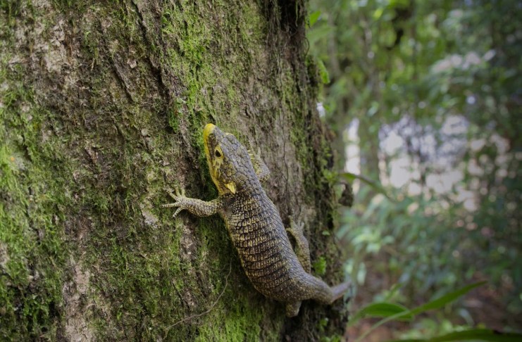 Abronia Campbelli, o también conocido como Dragoncito de Jalapa, en su hábitat natural. Foto La Hora: Fundesa