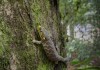 Abronia Campbelli, o también conocido como Dragoncito de Jalapa, en su hábitat natural. Foto La Hora: Fundesa