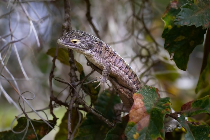 Abronia Campbelli, o también conocido como Dragoncito de Jalapa, en su hábitat natural. Foto La Hora: Fundesa 