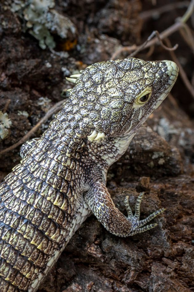 Abronia Campbelli o también conocido como Dragoncito de Jalapa en su habitad natural. Foto La Hora: Fundesa 