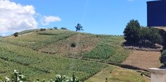 Cámara del Agro advierte caída del 5% en ventas por falta de lluvias y fenómeno de El Niño Fenómeno del Niño