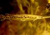 Machorra, el “fósil viviente” que se reproduce por primera vez en el Zoológico La Aurora el pez fósil viviente que puede respirar fuera del agua. Foto NatGeo.