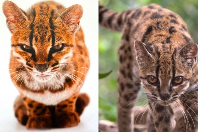 El gato tilcayo era un desconocido para la ciencia. Foto La Hora: EFE.