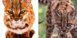 El gato tilcayo era un desconocido para la ciencia. Foto La Hora: EFE.