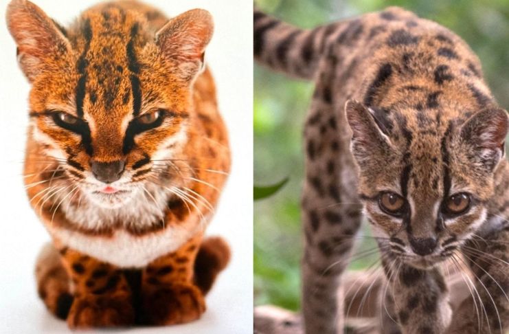 El gato tilcayo era un desconocido para la ciencia. Foto La Hora: EFE.