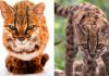 El gato tilcayo era un desconocido para la ciencia. Foto La Hora: EFE.