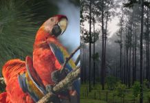 Guara roja y bosquetes de La Moskita de Mesoamerica. Foto La Hora: WCS