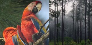 Guara roja y bosquetes de La Moskita de Mesoamerica. Foto La Hora: WCS