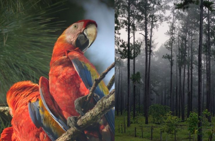 Nuevas investigaciones amplían el conocimiento sobre la guara roja y los bosques de La Moskitia en la región mesoamericana Guara roja y bosquetes de La Moskita de Mesoamerica. Foto La Hora: WCS