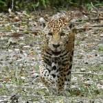 La reacción de un jaguar en la Selva Maya al percatarse que lo estaban fotografiando