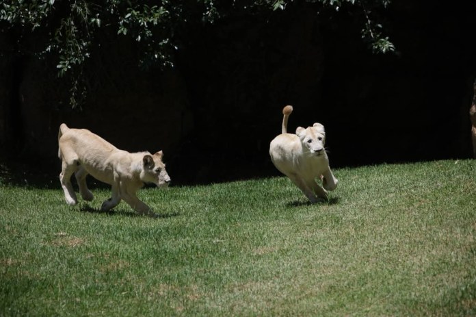 Leones blancos. Foto La Hora: Diario de Centro América