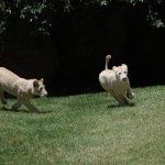 Leones blancos. Foto La Hora: Diario de Centro América
