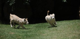 Leones blancos. Foto La Hora: Diario de Centro América
