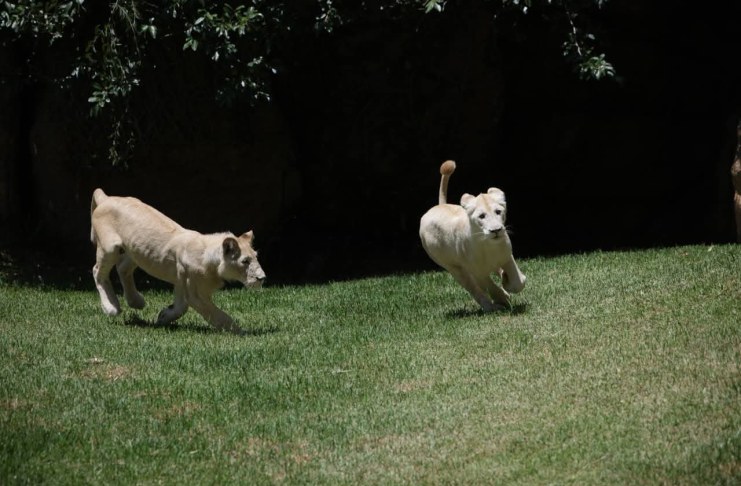 Leones blancos. Foto La Hora: Diario de Centro América