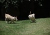 Leones blancos. Foto La Hora: Diario de Centro América