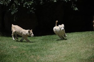 Dos leones blancos procedentes de Sudáfrica serán los nuevos residentes del Zoológico La Aurora