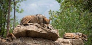 Fotografía de archivo en la que se observa a un lobo gris mexicano (canis lupus baileyi) Foto La Hora: EFE