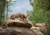 Fotografía de archivo en la que se observa a un lobo gris mexicano (canis lupus baileyi) Foto La Hora: EFE