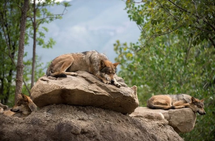Trump firma una orden para impulsar la eliminación de las protecciones del lobo gris Fotografía de archivo en la que se observa a un lobo gris mexicano (canis lupus baileyi) Foto La Hora: EFE