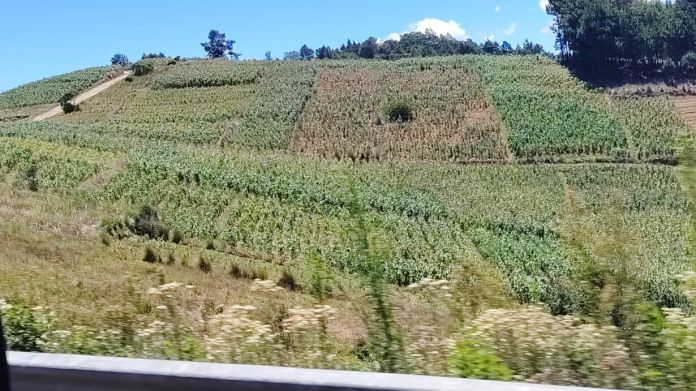 Sequías, altas temperaturas y lluvias intensas representan un riesgo para la producción agrícola.
