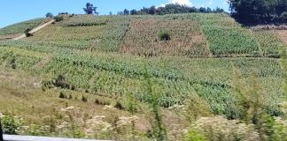Sequías, altas temperaturas y lluvias intensas representan un riesgo para la producción agrícola.