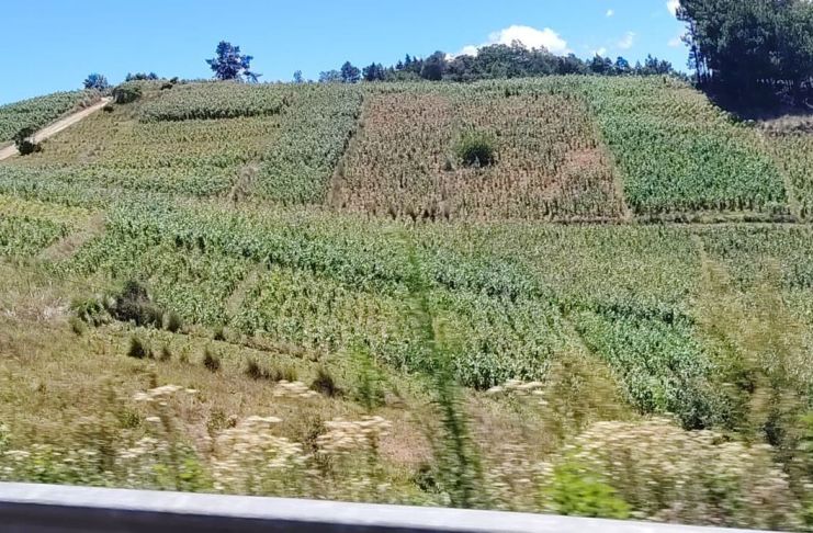 Alerta: Clima pone en jaque al campo guatemalteco y 377 mil familias de agricultores están en peligro Sequías, altas temperaturas y lluvias intensas representan un riesgo para la producción agrícola.