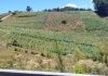 Sequías, altas temperaturas y lluvias intensas representan un riesgo para la producción agrícola.