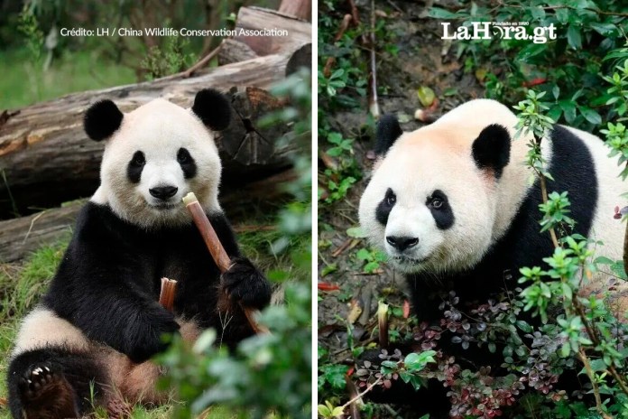 Una pareja de osos panda gigantes (Fu Shuang y Ping Ping) llegó este domingo al zoológico de Atlanta (Georgia, EE. UU.) procedente de China. Foto La Hora: China Wildlife Conservation Association