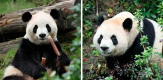 Una pareja de osos panda gigantes (Fu Shuang y Ping Ping) llegó este domingo al zoológico de Atlanta (Georgia, EE. UU.) procedente de China. Foto La Hora: China Wildlife Conservation Association