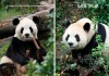 ¡Ya están en Atlanta! Los pandas Fu Shuang y Ping Ping llegan desde China Una pareja de osos panda gigantes (Fu Shuang y Ping Ping) llegó este domingo al zoológico de Atlanta (Georgia, EE. UU.) procedente de China. Foto La Hora: China Wildlife Conservation Association