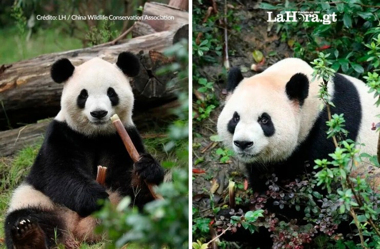 ¡Ya están en Atlanta! Los pandas Fu Shuang y Ping Ping llegan desde China Una pareja de osos panda gigantes (Fu Shuang y Ping Ping) llegó este domingo al zoológico de Atlanta (Georgia, EE. UU.) procedente de China. Foto La Hora: China Wildlife Conservation Association