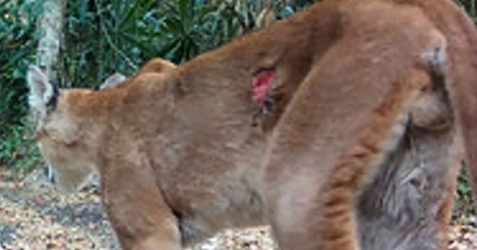 Puma fotografiado mediante cámaras trampa en el Biotopo Naachtún-Dos Lagunas, Guatemala, con una herida abierta potencialmente asociada a infestación por gusano barrenador. Foto La Hora: Conservation Biology.
