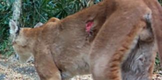 Puma fotografiado mediante cámaras trampa en el Biotopo Naachtún-Dos Lagunas, Guatemala, con una herida abierta potencialmente asociada a infestación por gusano barrenador. Foto La Hora: Conservation Biology.