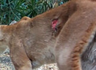 Puma fotografiado mediante cámaras trampa en el Biotopo Naachtún-Dos Lagunas, Guatemala, con una herida abierta potencialmente asociada a infestación por gusano barrenador. Foto La Hora: Conservation Biology.