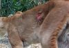 Puma fotografiado mediante cámaras trampa en el Biotopo Naachtún-Dos Lagunas, Guatemala, con una herida abierta potencialmente asociada a infestación por gusano barrenador. Foto La Hora: Conservation Biology.
