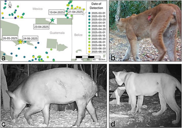 Imágenes de cámaras trampa de dos pumas ( Puma concolor ; b y d) y un tapir de Baird (c) con heridas abiertas, posiblemente causadas por infestación de gusano barrenador, documentadas en el Biotopo Naachtún-Dos Lagunas, Reserva de la Biosfera Maya, y Parque Nacional Laguna del Tigre, Guatemala. Foto La Hora: Conservation Biology.